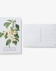 In Full Bloom: 100 Postcards from the Archives of the New York Botanical Garden