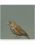 Thrush on Birch