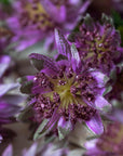 Masterwort Spray
