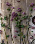 Masterwort Spray