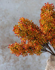 Sunset Sorghum Stem