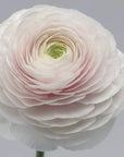 Ranunculus: Beautiful Varieties for Home and Garden