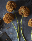 Umber Allium Stem