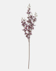 Onsidium Orchid Stem