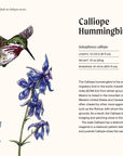 A Little Book of Hummingbirds