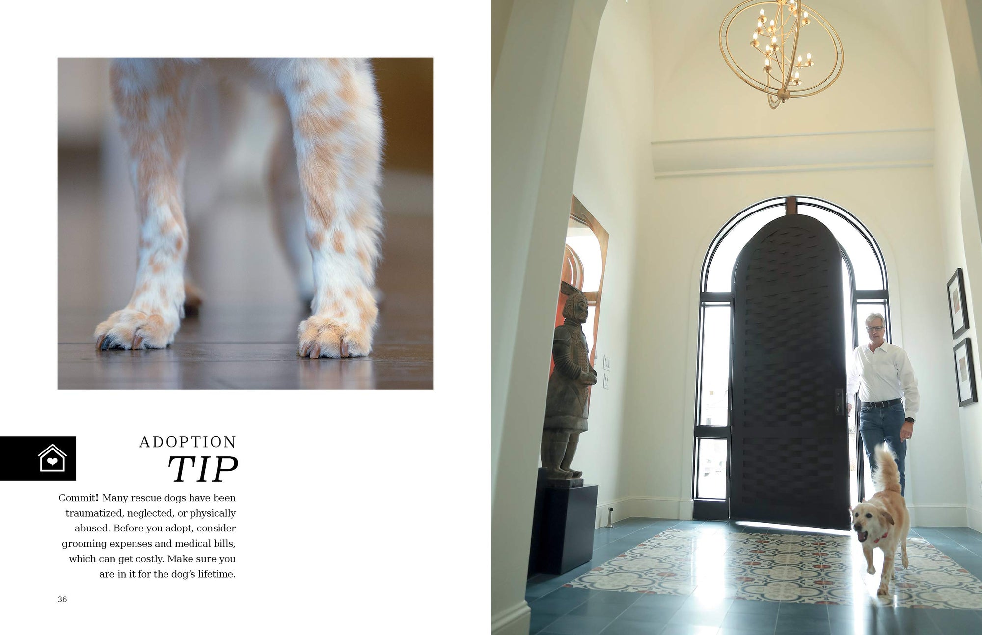 At Home with Dogs: Rescue Love Stories