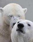 Pictures of Cute Animals