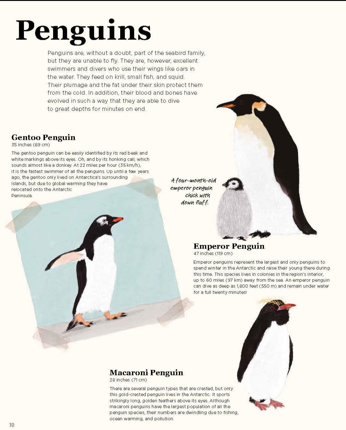 Antarctica: A Continent of Wonder