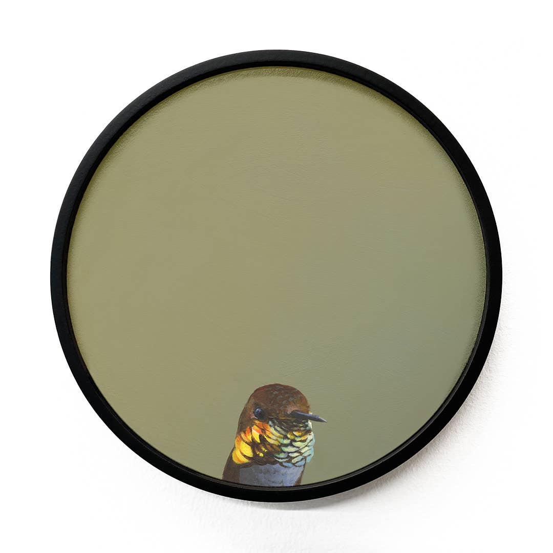 Allen's Hummingbird on Round Birch