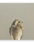 Screech Owl on Birch