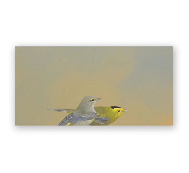 Wilson's Warblers on Birch