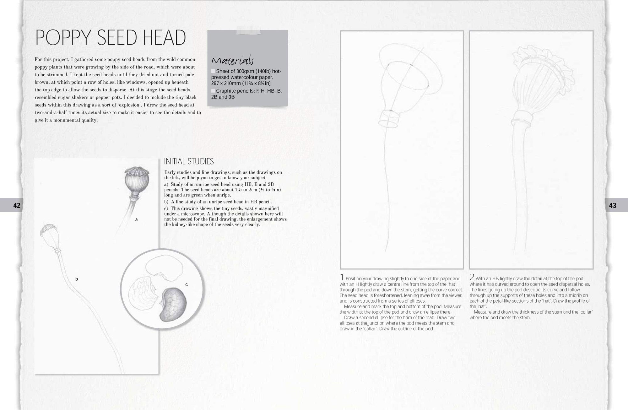 Botanical Drawing: A Step by Step Guide