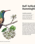 A Little Book of Hummingbirds