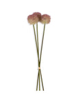 Sunset Allium Bunch