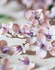 Japanese Cherry Blossom Stem