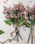 Japanese Cherry Blossom Stem