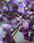 Onsidium Orchid Stem
