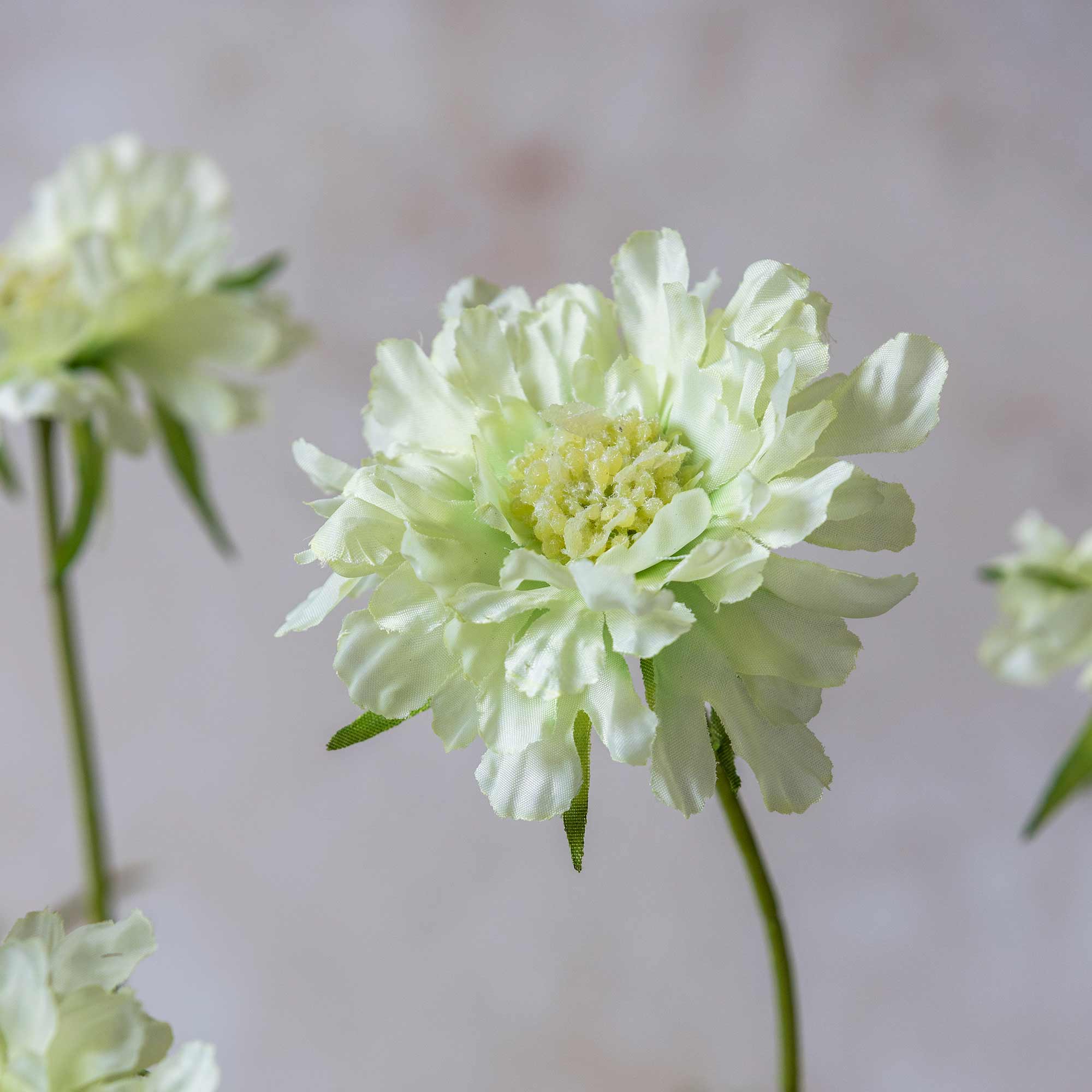 Scabious Flower Stem