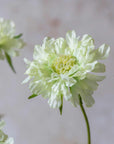 Scabious Flower Stem