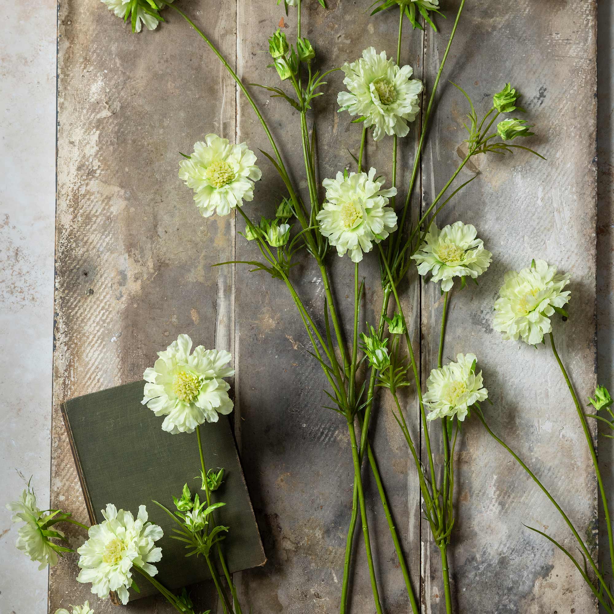 Scabious Flower Stem