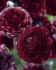 Ranunculus: Beautiful Varieties for Home and Garden
