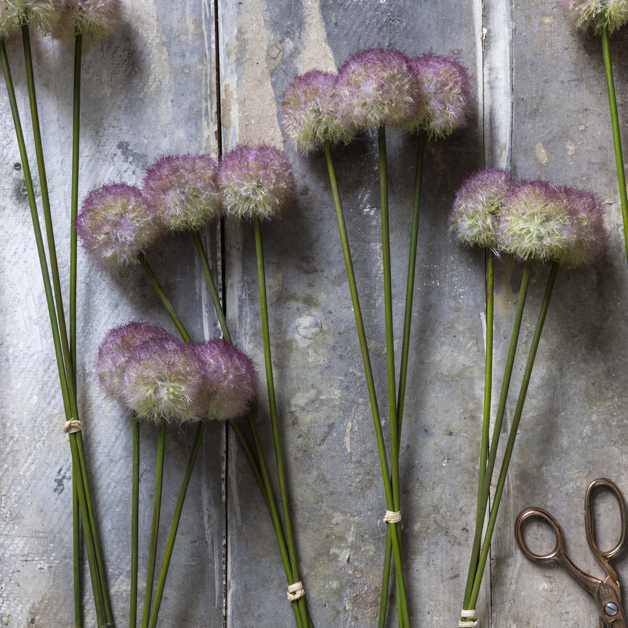 Sunset Allium Bunch