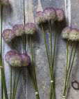 Sunset Allium Bunch