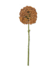 Umber Allium Stem