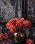 Coral Sedum Stem