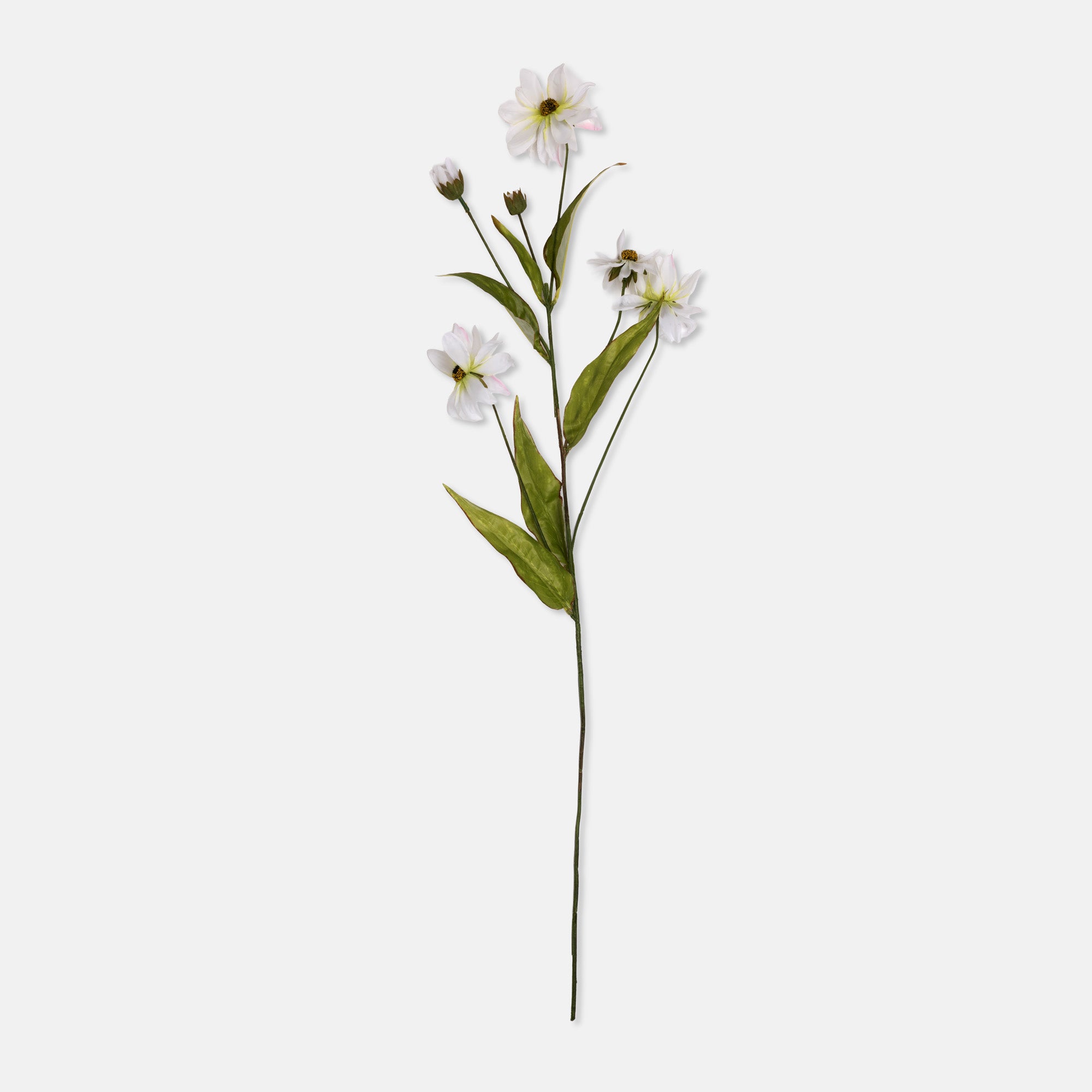 Wild Cosmos Stem