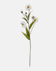Wild Cosmos Stem