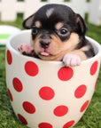 Pictures of Cute Animals