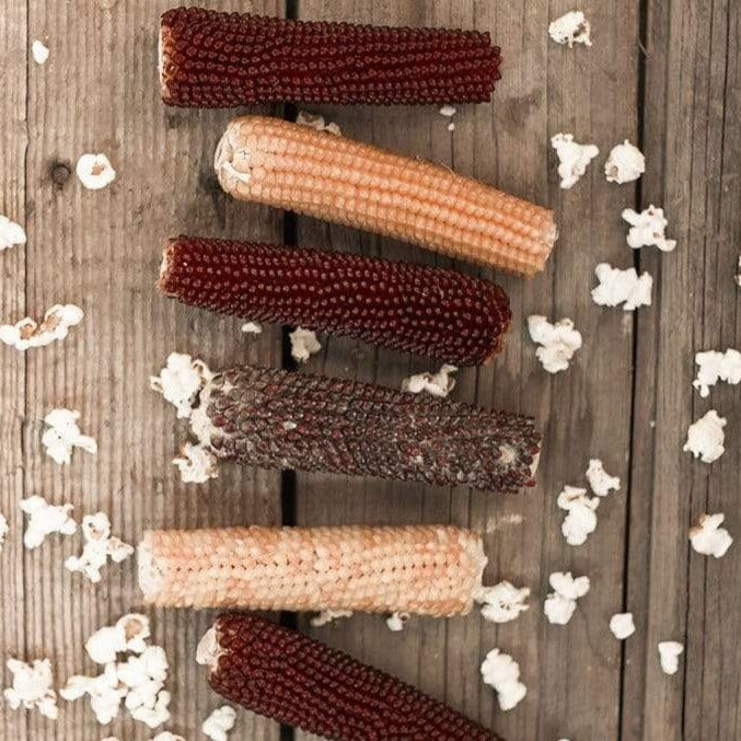 Popcorn on the Cob