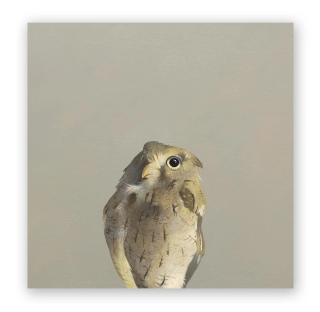 Screech Owl on Birch