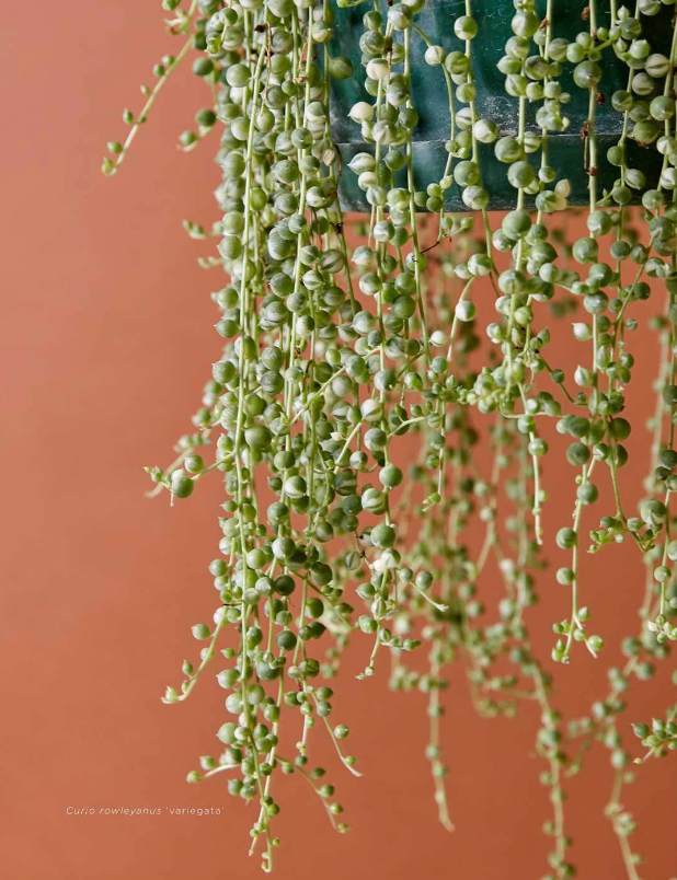 Plantopedia: The Definitive Guide to Housplants