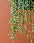 Plantopedia: The Definitive Guide to Housplants