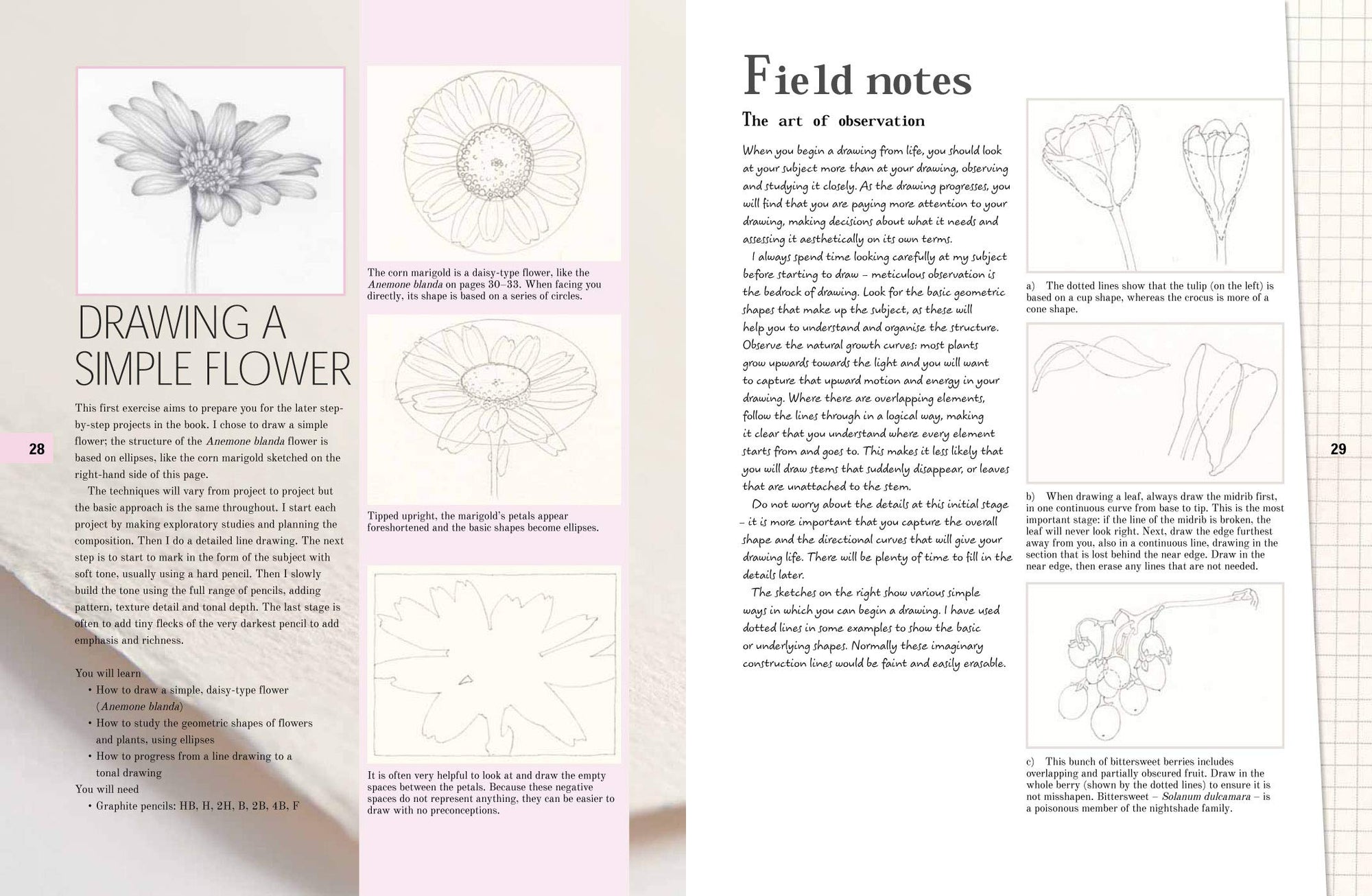 Botanical Drawing: A Step by Step Guide