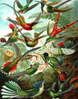 Hummingbirds Puzzle