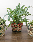 Ivy + Shades of Sand Planter