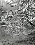 The New York Times Book Review: 125 Years of Literary History